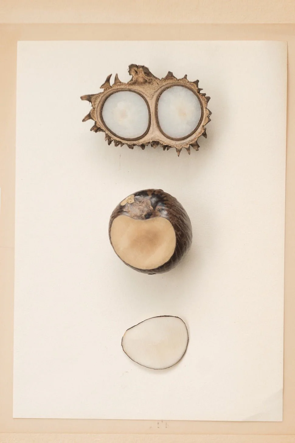 The Tagua Statement Necklace - Image 32